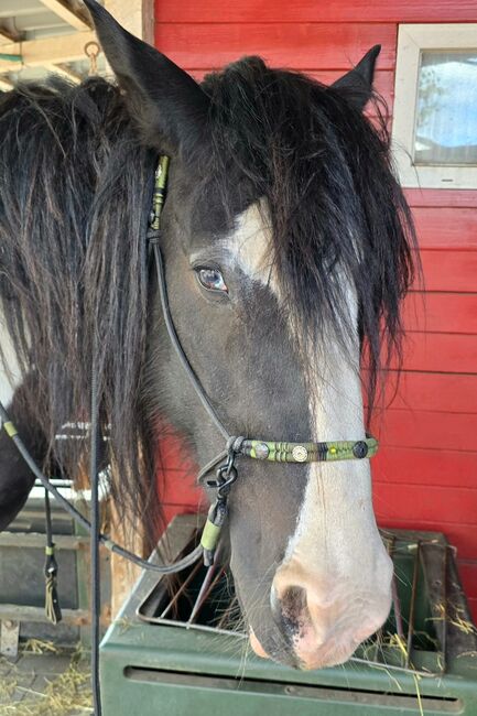 Knotenhalfter "Black Pepper", Colorful Pearl Knotenhalfter "Black Pepper", Conny Repschläger, Bitless Bridles, Winsen, Image 2