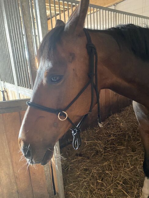 Knotenhalfter, Celine, Halters, Drensteinfurt, Image 6