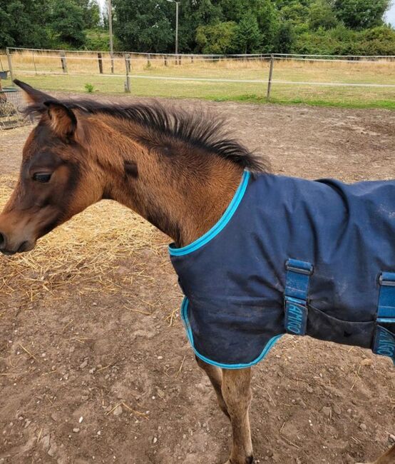 Fohlenregendecke, Horseware  Amigo , R.Ronczka, Derki dla konia, Moers 