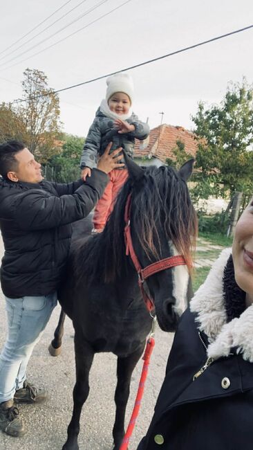 Liebevolle Stute, Annette, Konie na sprzedaż, Prinzersdorf