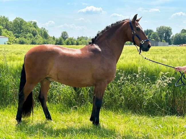 Liebevoller 15-jähriger Spanischer Wallach sucht dich, Sport- und Freizeitpferde Fuchs, Konie na sprzedaż, Ellgau, Image 5