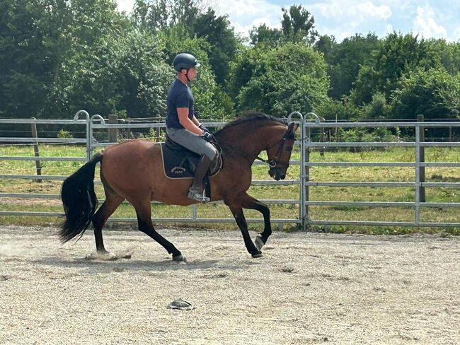 Liebevoller 15-jähriger Spanischer Wallach sucht dich, Sport- und Freizeitpferde Fuchs, Konie na sprzedaż, Ellgau, Image 6