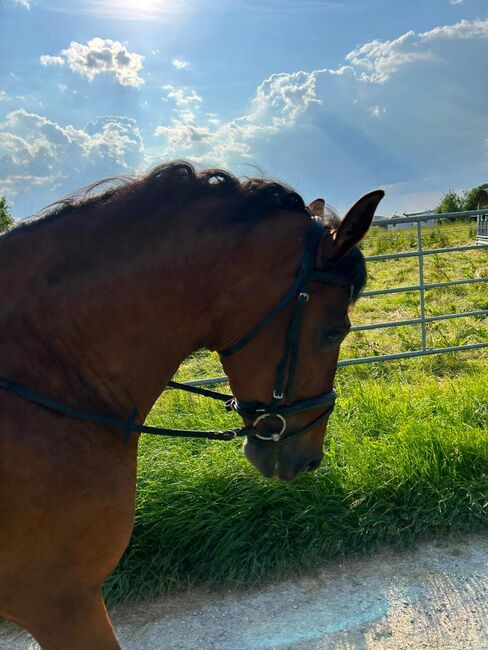 Liebevoller 15-jähriger Spanischer Wallach sucht dich, Sport- und Freizeitpferde Fuchs, Konie na sprzedaż, Ellgau, Image 7