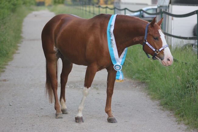 Kinderlieber, super bequemer Paint Horse Wallach abzugeben, Kerstin Rehbehn (Pferdemarketing Ost), Konie na sprzedaż, Nienburg, Image 8