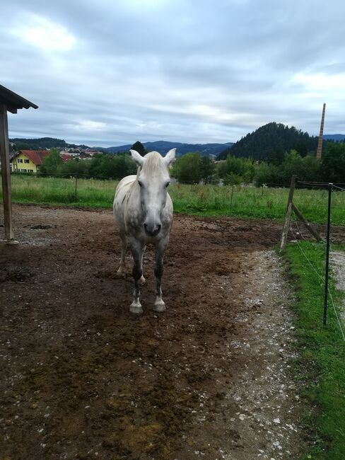 Liebevollen ung. Warmblut Wallach an guten Platz zu vergeben, Sabine, Konie na sprzedaż, Bärnbach , Image 5