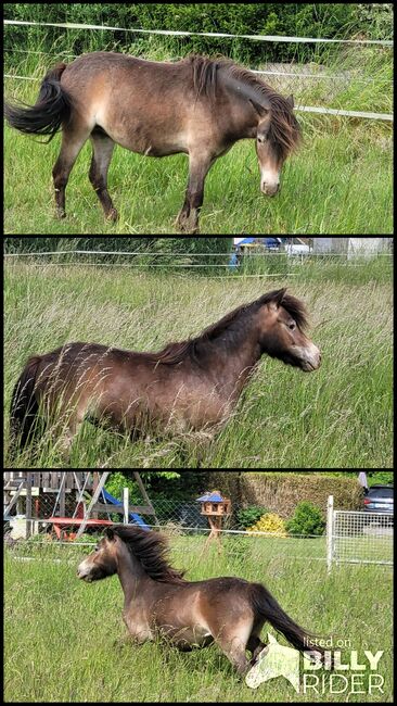Liebe etwas unscheinbare Jungstute Partbred Shetlandpony, Nadine  (Shettyzucht Frechdachs ), Konie na sprzedaż, Heringen, Image 4