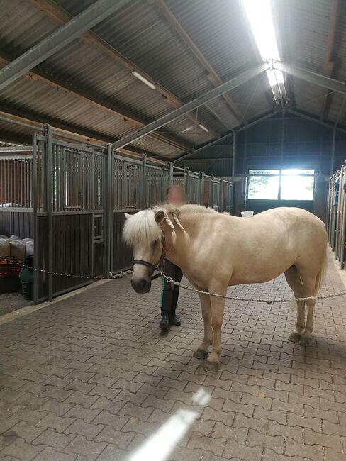 Liebes Reitpony • Allrounder • Freizeitpferd • Stute • 13 Jahre, Naemi Janzen, Konie na sprzedaż, Kaarst, Image 6