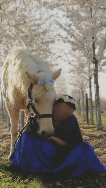 Liebes Reitpony • Allrounder • Freizeitpferd • Stute • 13 Jahre, Naemi Janzen, Konie na sprzedaż, Kaarst, Image 7