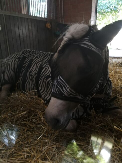 Liebes Reitpony • Allrounder • Freizeitpferd • Stute • 13 Jahre, Naemi Janzen, Konie na sprzedaż, Kaarst, Image 14