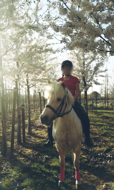 Liebes Reitpony • Allrounder • Freizeitpferd • Stute • 13 Jahre, Naemi Janzen, Konie na sprzedaż, Kaarst, Image 8