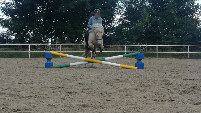 Liebes Reitpony • Allrounder • Freizeitpferd • Stute • 13 Jahre, Naemi Janzen, Konie na sprzedaż, Kaarst, Image 12