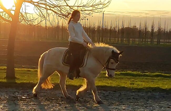 Liebes Reitpony • Allrounder • Freizeitpferd • Stute • 13 Jahre, Naemi Janzen, Konie na sprzedaż, Kaarst