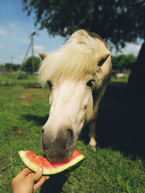 Liebes Reitpony • Allrounder • Freizeitpferd • Stute • 13 Jahre, Naemi Janzen, Konie na sprzedaż, Kaarst, Image 13