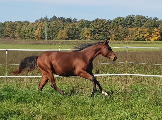 cooler, korrekter Quarter Horse Hengst, Kerstin Rehbehn (Pferdemarketing Ost), Horses For Sale, Nienburg