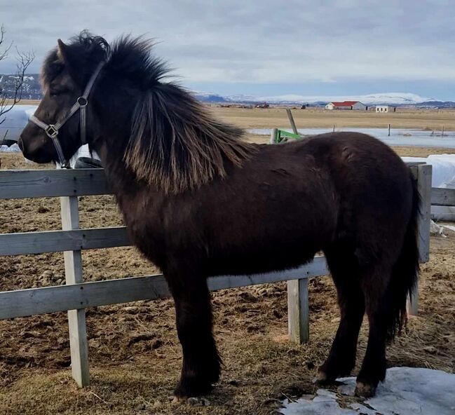 Coole freundliche Stute für Freizeit und/oder Zucht, tragend, Islandpferde-aus-Island, Horses For Sale, Südisland