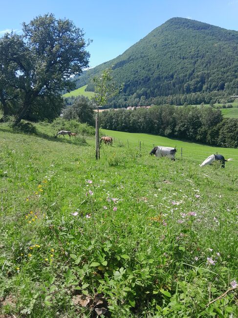 Ankauf Pferde aller Art, Rainhof  (Rainhof ), Horses For Sale, Warth