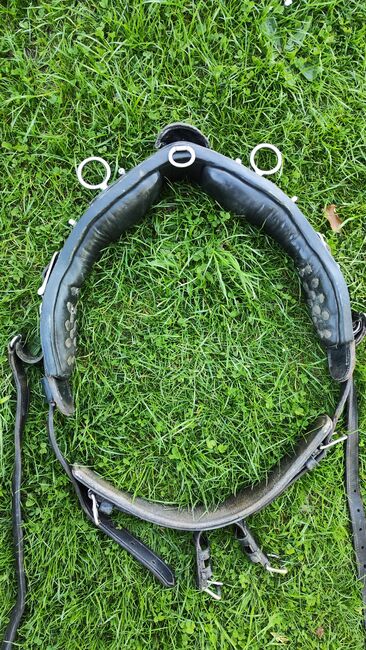 Kutschgeschirr Geschirr Cob Einspännergeschirr, Margit, Horse Harness, Dresden