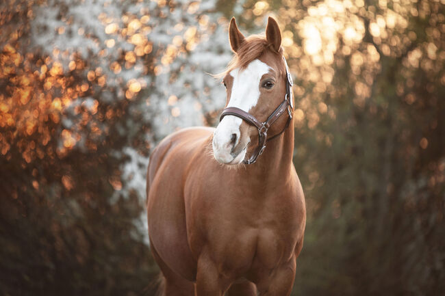 Kompakte, ausdrucksstarke Quarter Horse Mix Stute, Kerstin Rehbehn (Pferdemarketing Ost), Horses For Sale, Nienburg, Image 4