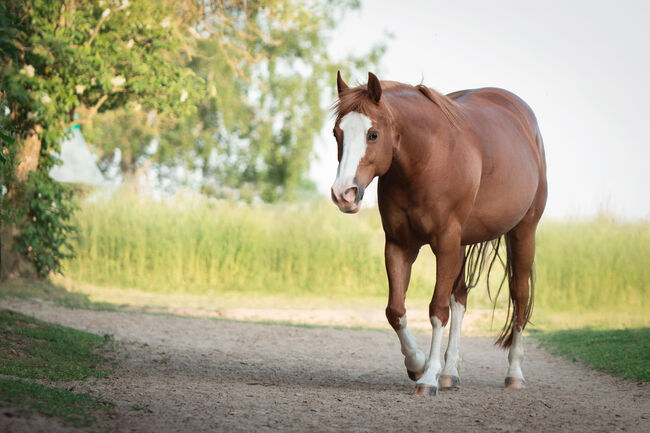 Kompakte, ausdrucksstarke Quarter Horse Mix Stute, Kerstin Rehbehn (Pferdemarketing Ost), Horses For Sale, Nienburg, Image 3