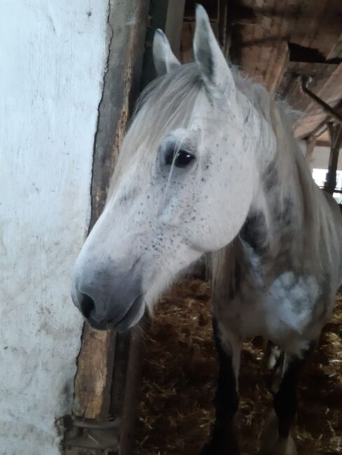 Freizeitkumpel, Sabine Ebert, Horses For Sale, Arnsberg, Image 3