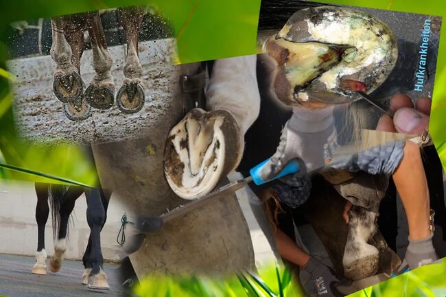 Anna´s Huf Kurse Komplett Paket, Anna Otto tierheilschmiede, AnnaOtto, Kursy i seminaria, Mossautal