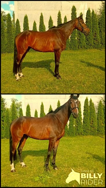 Beistell/Freizeitpferd, Miloš Rajna , Konie na sprzedaż, Prešov, Image 3