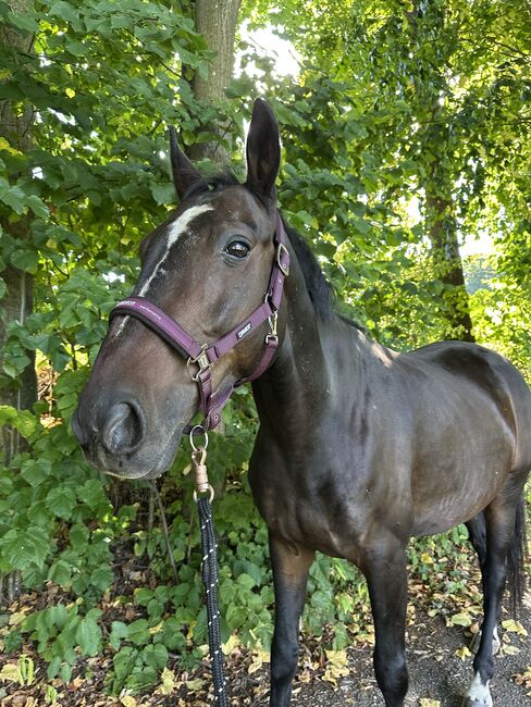 Beistellpferd, bedingt reitbar – sucht liebevolles Zuhause, Anna Koppensteiner, Konie na sprzedaż, Zwettl , Image 5