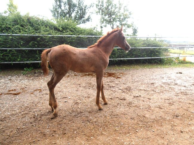 Vollblutaraber Hengst Fohlen Jährling Westernpferd Sportpferd, Birgit, Konie na sprzedaż, Neumarkt-Sankt Veit