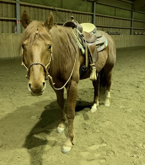 Pferd zur Verfügung, Lena, Horse Sharing
, Flörsheim am Main, Image 3