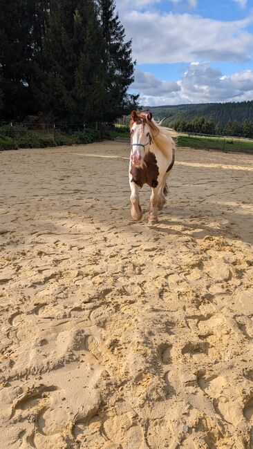 Pferd zur Verfügung, Ramona Haas, Konie na sprzedaż, Hellenthal, Image 3