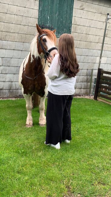 Pferd zur Verfügung, Ramona Haas, Konie na sprzedaż, Hellenthal, Image 2