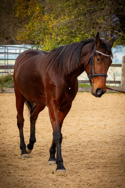 Seelenpferd sucht DICH, Elisabeth , Konie na sprzedaż, Hennersdorf