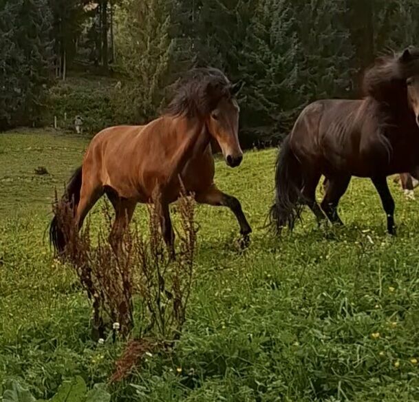Islandpferd 5 Gänge, Stella, Konie na sprzedaż, Kitzbühel , Image 2