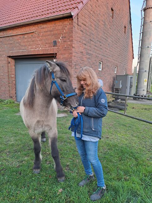 Isländer, Islandpferd, Claudia Grunden , Konie na sprzedaż, Schermbeck, Image 2