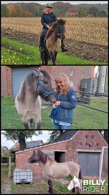 Isländer, Islandpferd, Claudia Grunden , Konie na sprzedaż, Schermbeck, Image 4