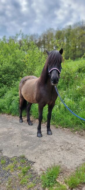 Islandpferd, Wallach, Isländer, 5 Gängig, Steffi Schoch, Konie na sprzedaż, Bretzfeld, Image 3