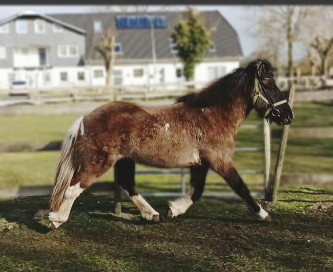 Islandpferd, Isländer Wallach 5J, Sandfuchs, Konie na sprzedaż, Hörup, Image 3