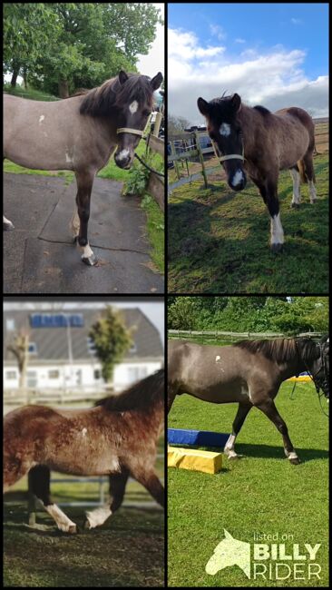 Islandpferd, Isländer Wallach 5J, Sandfuchs, Konie na sprzedaż, Hörup, Image 11