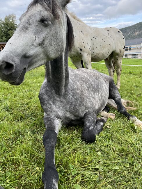 Prinzessinenpferd sucht Herzensmenschen, Julia Schleich, Konie na sprzedaż, Stams, Image 4