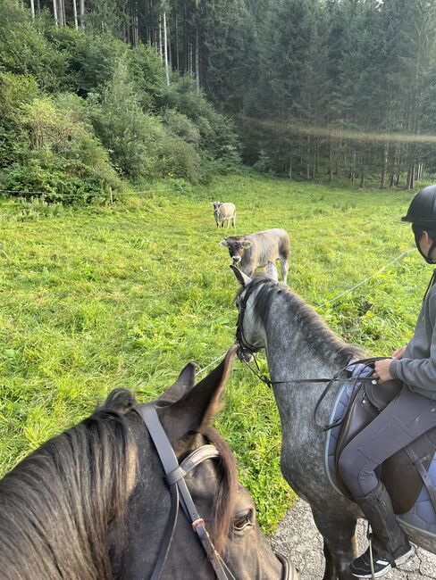 Prinzessinenpferd sucht Herzensmenschen, Julia Schleich, Konie na sprzedaż, Stams, Image 8