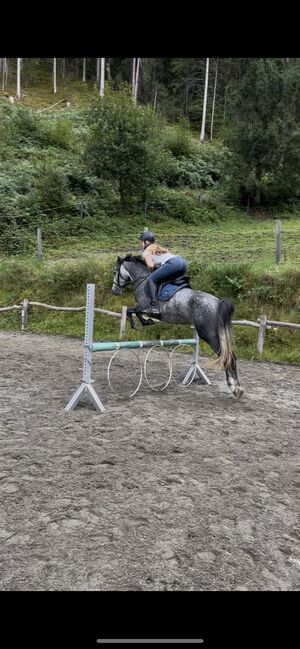 Prinzessinenpferd sucht Herzensmenschen, Julia Schleich, Konie na sprzedaż, Stams, Image 3