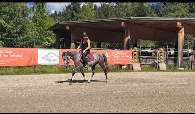 Prinzessinenpferd sucht Herzensmenschen, Julia Schleich, Konie na sprzedaż, Stams, Image 14