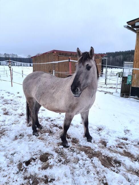 Pferd/ Pony Konik Wallach, Rheinbay Nathalie, Konie na sprzedaż, Parkstein, Image 3