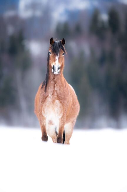 Pferd Welsh Pony, Anita, Konie na sprzedaż, Trofaiach, Image 3