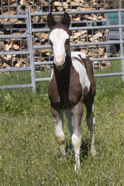 Paint Horse Eyecatcher mit 2 blauen Augen Black Tovero/Overo, GM Horses, Konie na sprzedaż, Warburg, Image 5