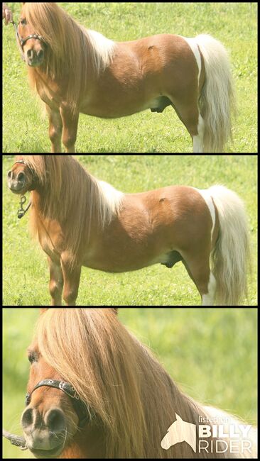 Minipferd (80 cm), 18-jähriger Wallach, Daphne Goedee , Konie na sprzedaż, Medina , Image 4