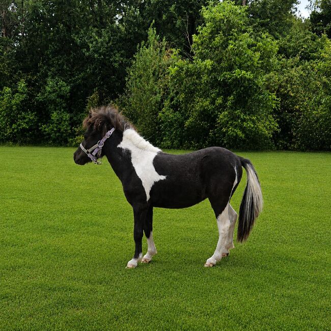 Purebred Falabella miniature horse, Greet Dewil, Konie na sprzedaż, Grobbendonk