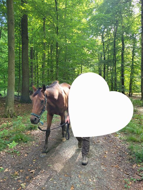 Pferd zu verkaufen, Lisa Bauer , Konie na sprzedaż, Lemgo