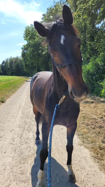 Pferd zu Verkaufen, Regula, Konie na sprzedaż, Wahlendorf, Image 4