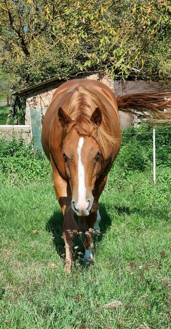 Quarter horse, Szőr Helga, Konie na sprzedaż, Szuhakálló, Image 2